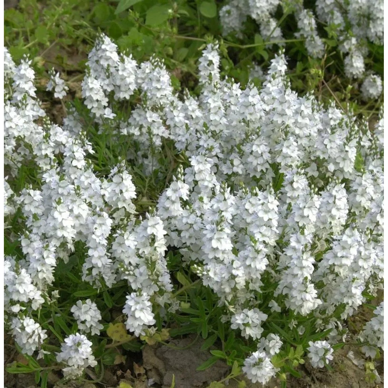 Kriechender Ehrenpreis - Veronica repens