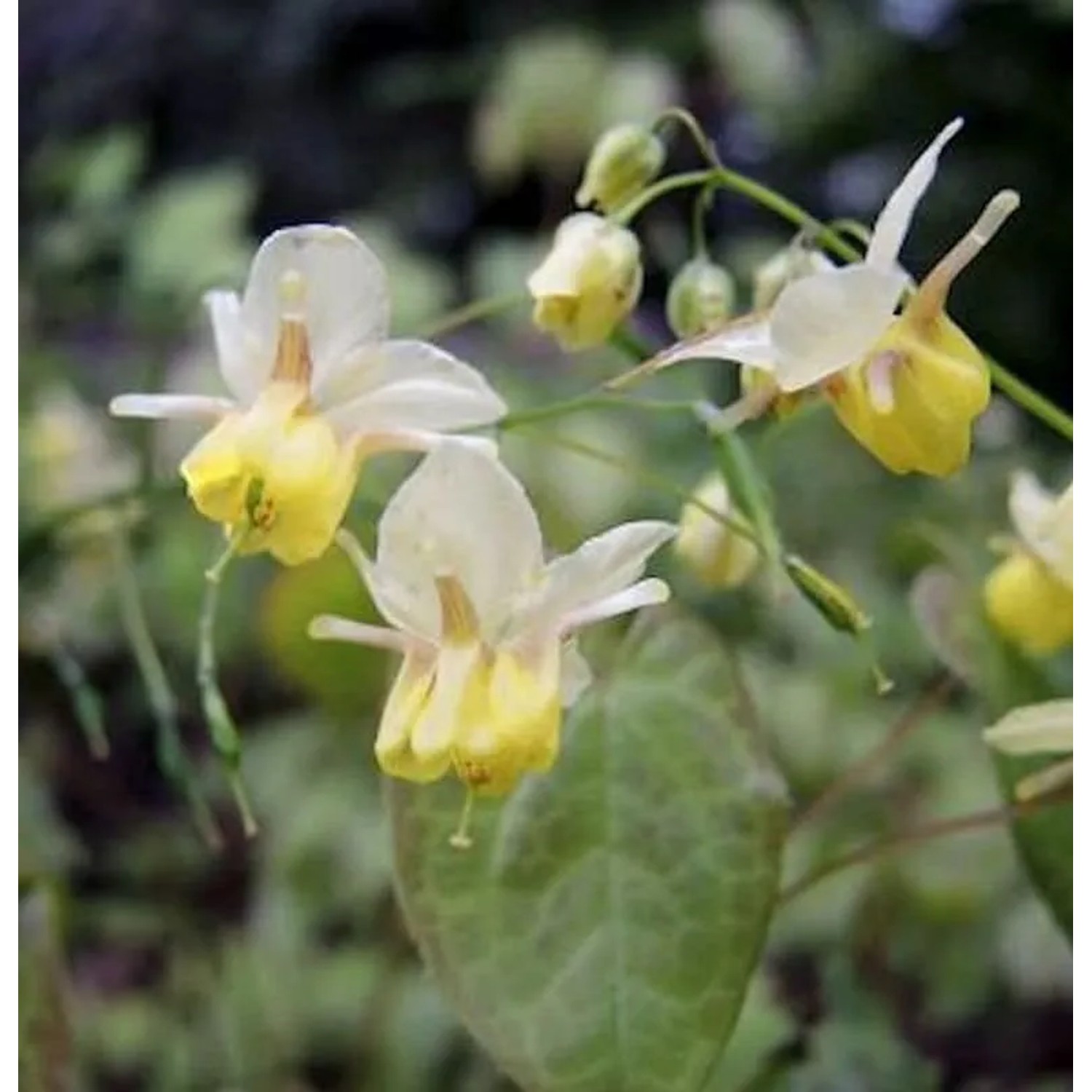 Elfenblume Sphinx Twinkler - Epimedium cultorum
