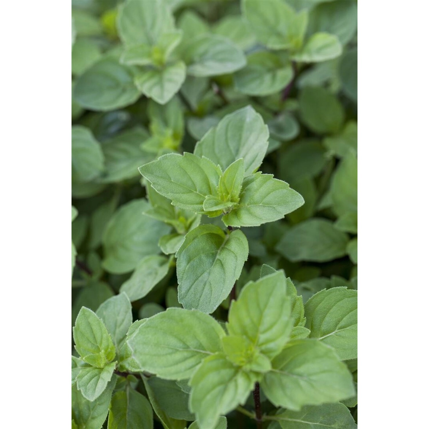 Mentha X Piperita Var. Citrata Lemon Zitronenminze Ca. 9x9 cm Topf günstig online kaufen