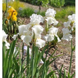 Weiße Schwertlilie 'Cherished' (Iris barbata) im Gartenbeet.