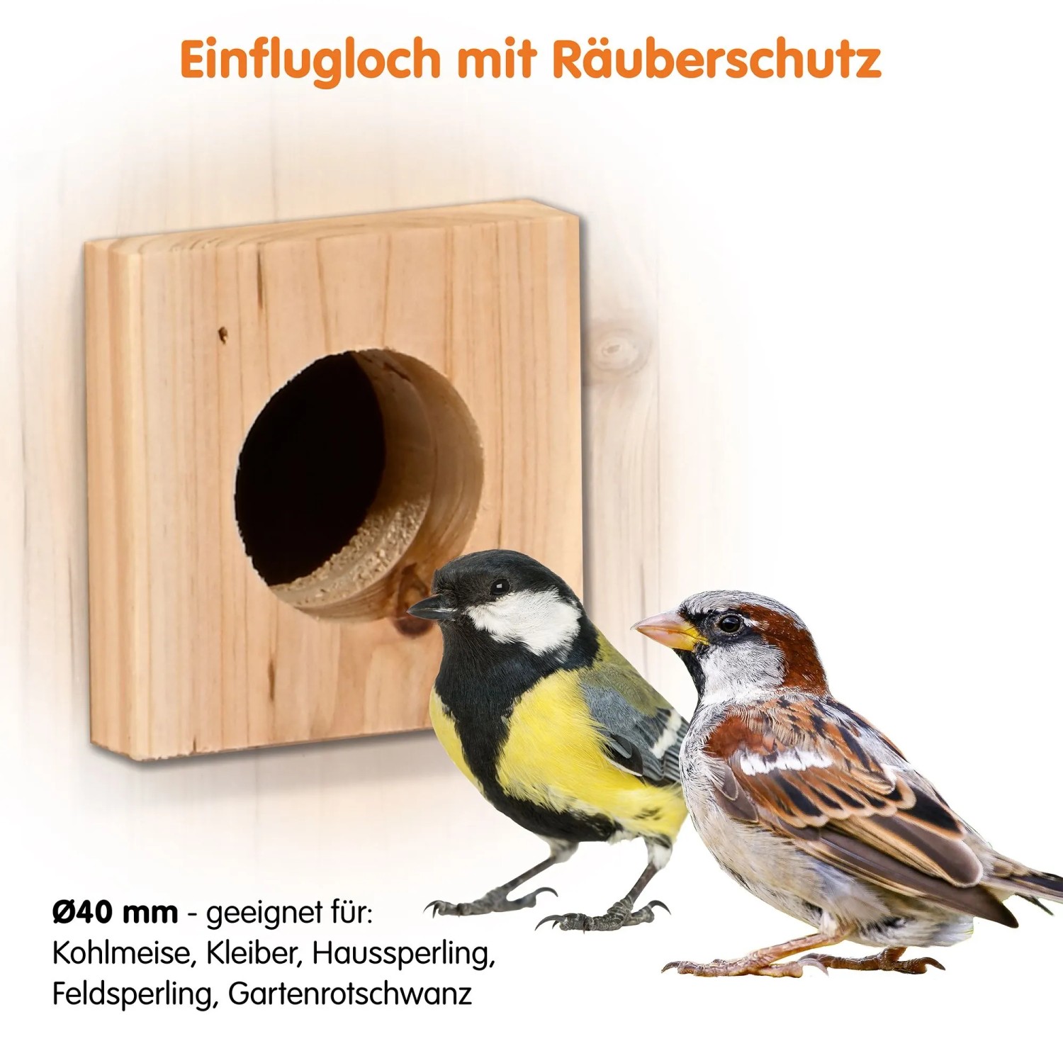 Hölzernes Nistkasten-Einflugloch mit Räuberschutz (Ø40 mm), daneben Kohlmeise und Haussperling. Ideal für Vögel.