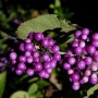 Nahaufnahme: Liebesperlenstrauch 'Imperial Pearl' mit leuchtend violetten Beeren.