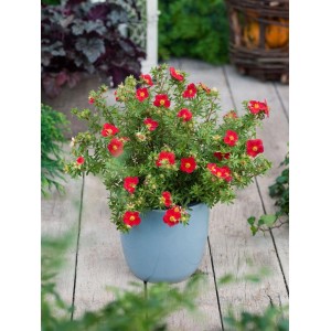 Leuchtend roter Fingerstrauch Potentilla Red Joker im Topf, ca. 25-30 cm hoch.
