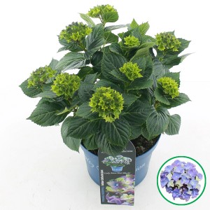 Bauernhortensie Royalty Lady Mata Hari im Topf, grüne Blütenstände und Blätter.