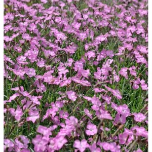 Nahaufnahme der rosa blühenden Pfingstnelke Amaranth (Dianthus gratianopolitanus) im Garten.