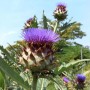 Blühende Gemüse-Artischocke (Cynara cardunculus) im Garten.