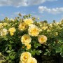 Gelbe Baumfink Bodendeckerrose 'Bienenweide' im Topf, blühend im Garten.