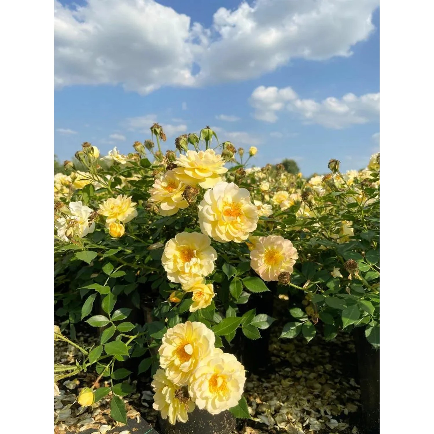 Gelbe Baumfink Bodendeckerrose 'Bienenweide' im Topf, blühend im Garten.