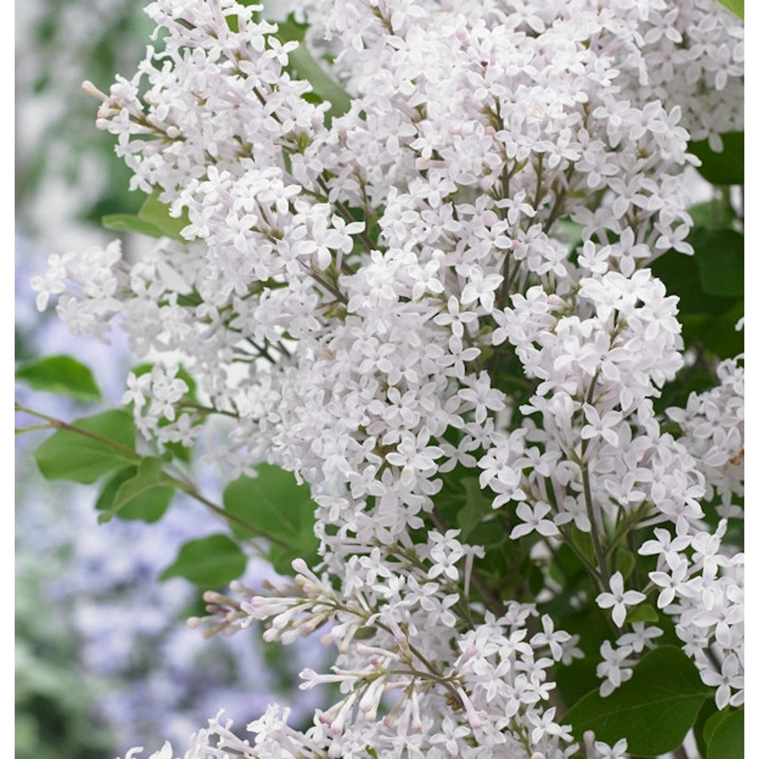 Zwergflieder FlowerfestaWhite 100-125cm - Syringa günstig online kaufen