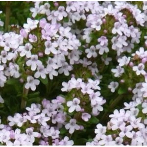 Orangen Thymian - Thymus vulgaris