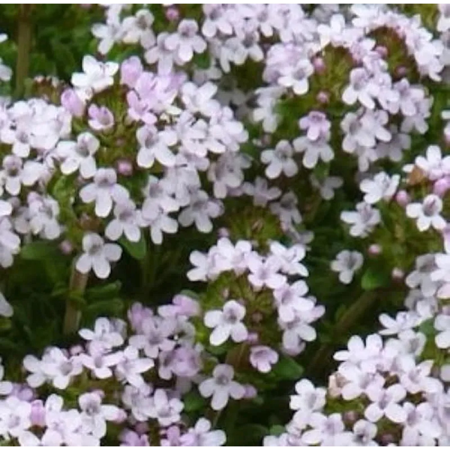 Orangen Thymian - Thymus vulgaris