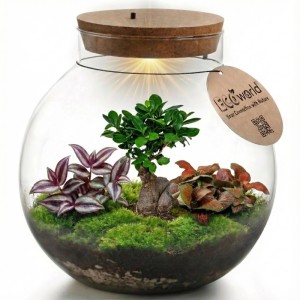 Vdvelde Bonsai Terrarium 'Biodome' mit LED-Beleuchtung. Glaskugel mit Bonsai, Grünpflanzen, Moos und Korkdeckel.