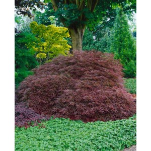 Japanischer Ahorn 'Ornatum', 150-175 cm, mit filigranem, rotem Laub im Garten.