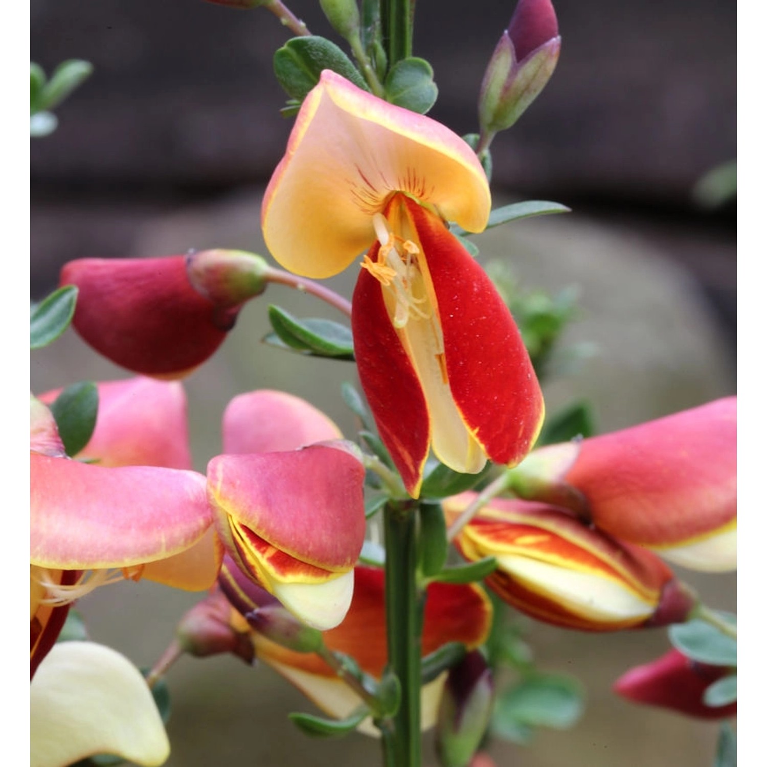 Edelginster Fantasy 40-60cm - Cytisus scoparius günstig online kaufen