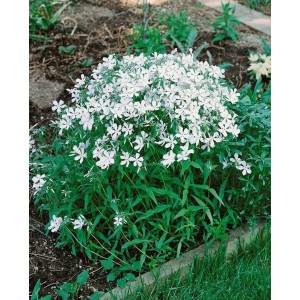 Buschiger Waldphlox 'White Perfume' mit vielen kleinen, weißen Blüten im Garten.