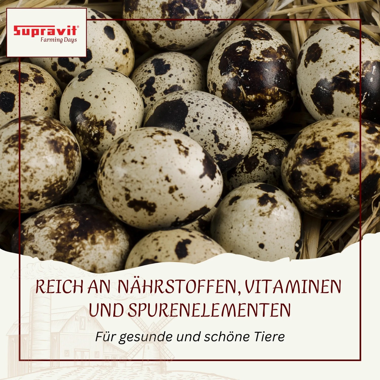 Supravit Wachtelfutter  Körnermischung für Wachteln und Hühner Alleinfuttermischung_4