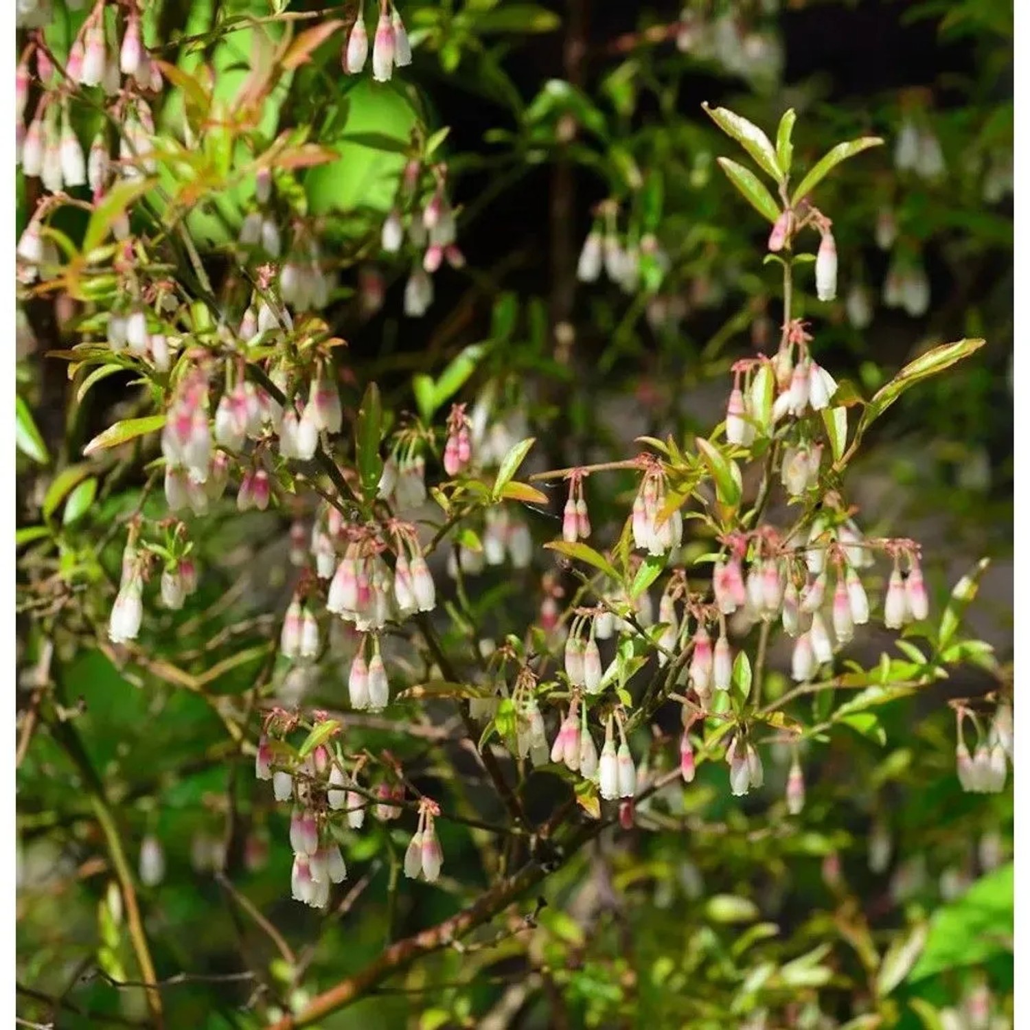 Zier-Heidelbeere 15-20cm - Vaccinium glaucoalbum