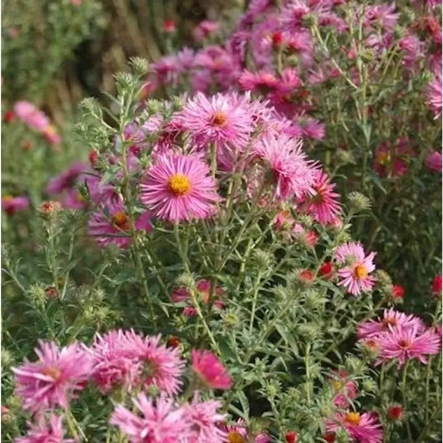 Rauhblattaster Rudelsburg - Aster novae angliae