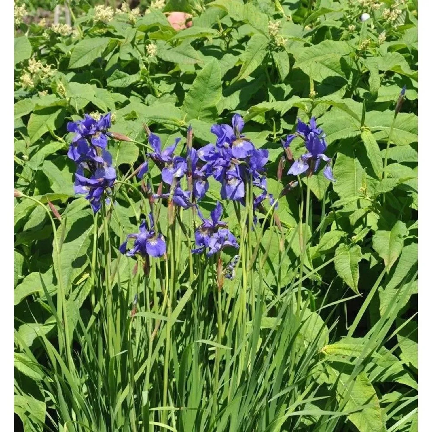Sibirische Schwertlilie Dreaming Spires - Iris sibirica