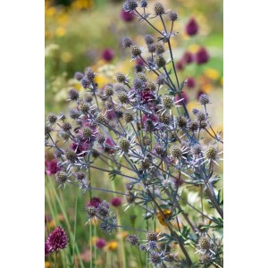 Blaukappe Flachblatt Mannstreu (Eryngium planum) im 9x9 cm Topf. Blaue Blütenstände, ideal für Steingärten.