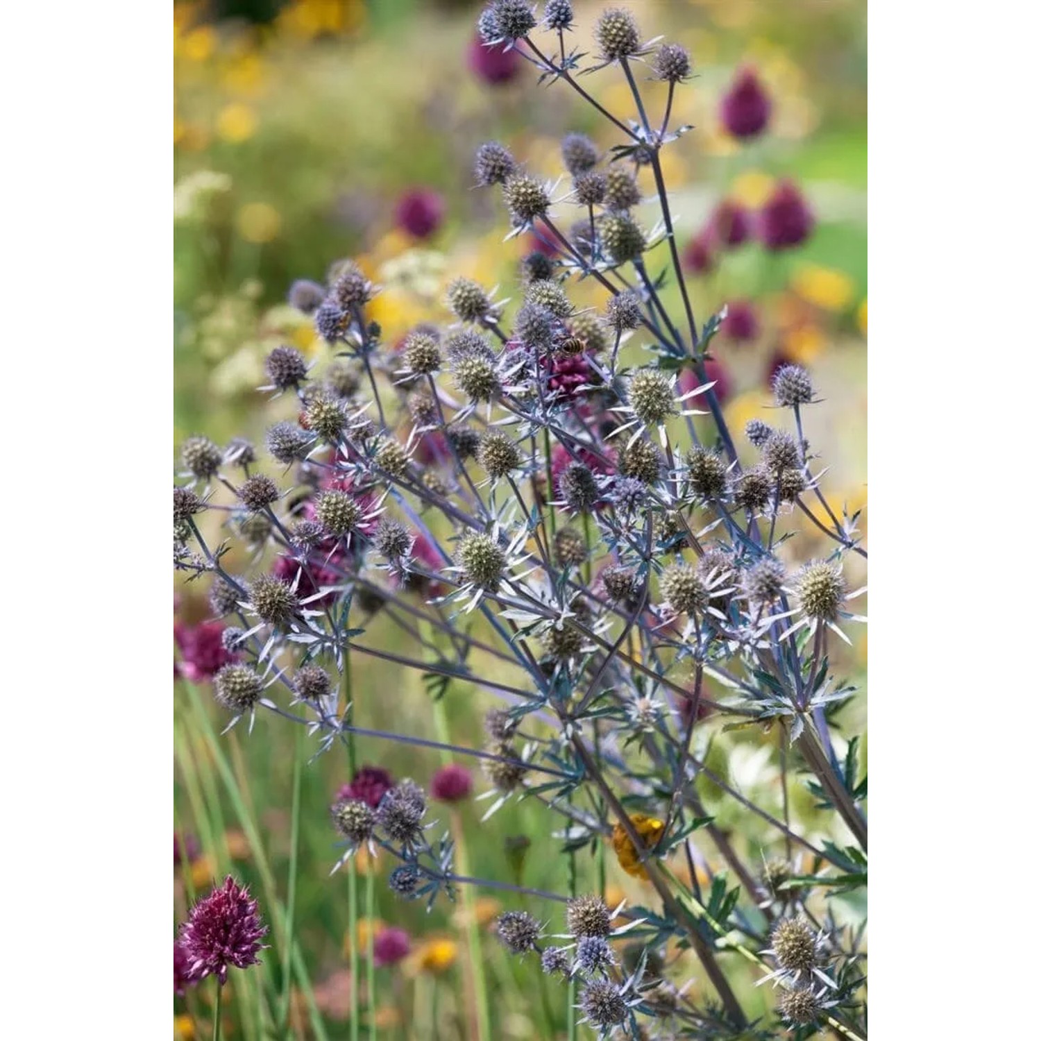 Blaukappe Flachblatt Mannstreu (Eryngium planum) im 9x9 cm Topf. Blaue Blütenstände, ideal für Steingärten.