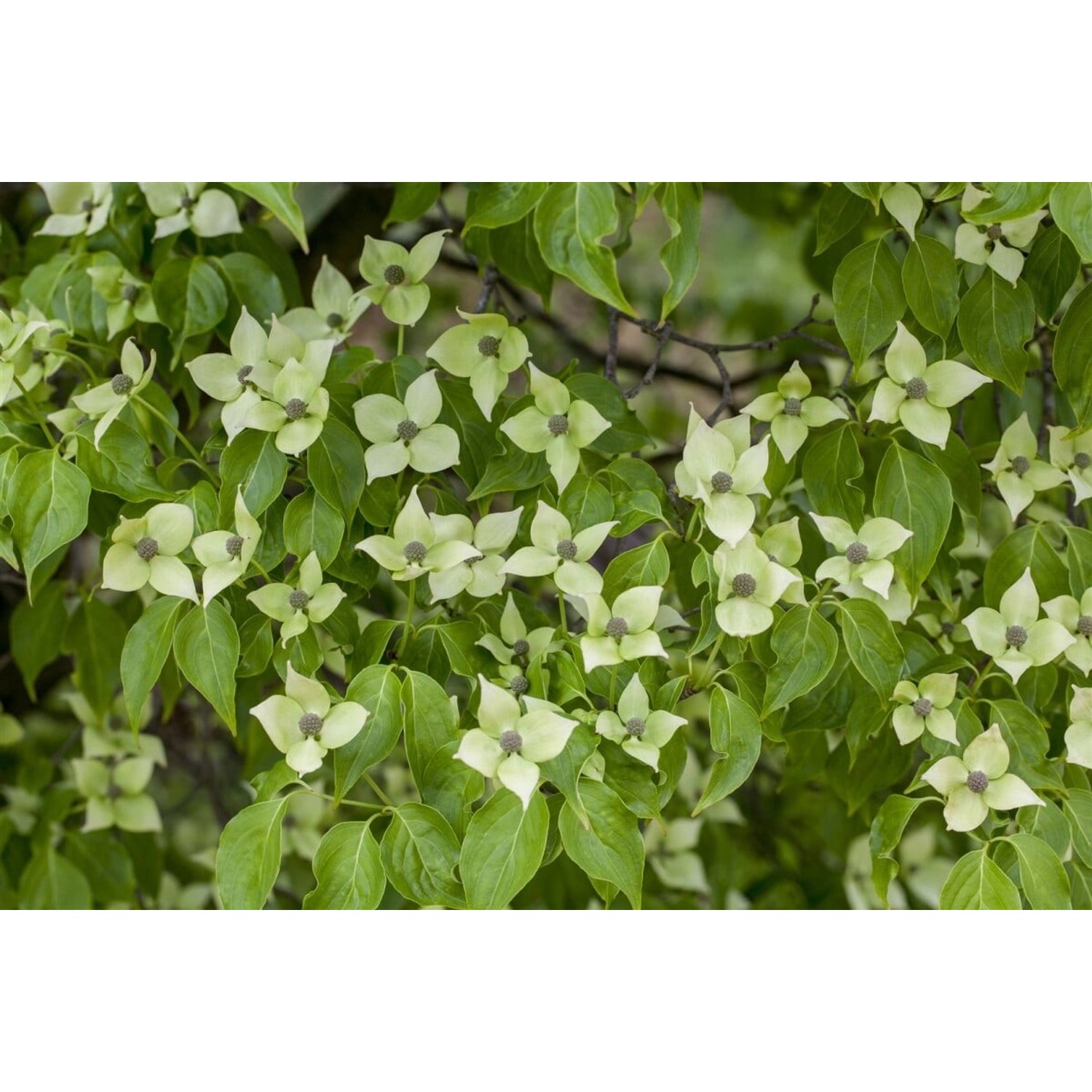 Cornus Kousa Chinensis China Girl Chinesischer Blumen-Hartriegel 150–175 cm günstig online kaufen