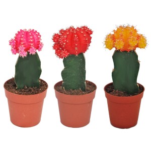 Drei Erdbeerkakteen (Gymnocalycium) in verschiedenen Farben im Topf.