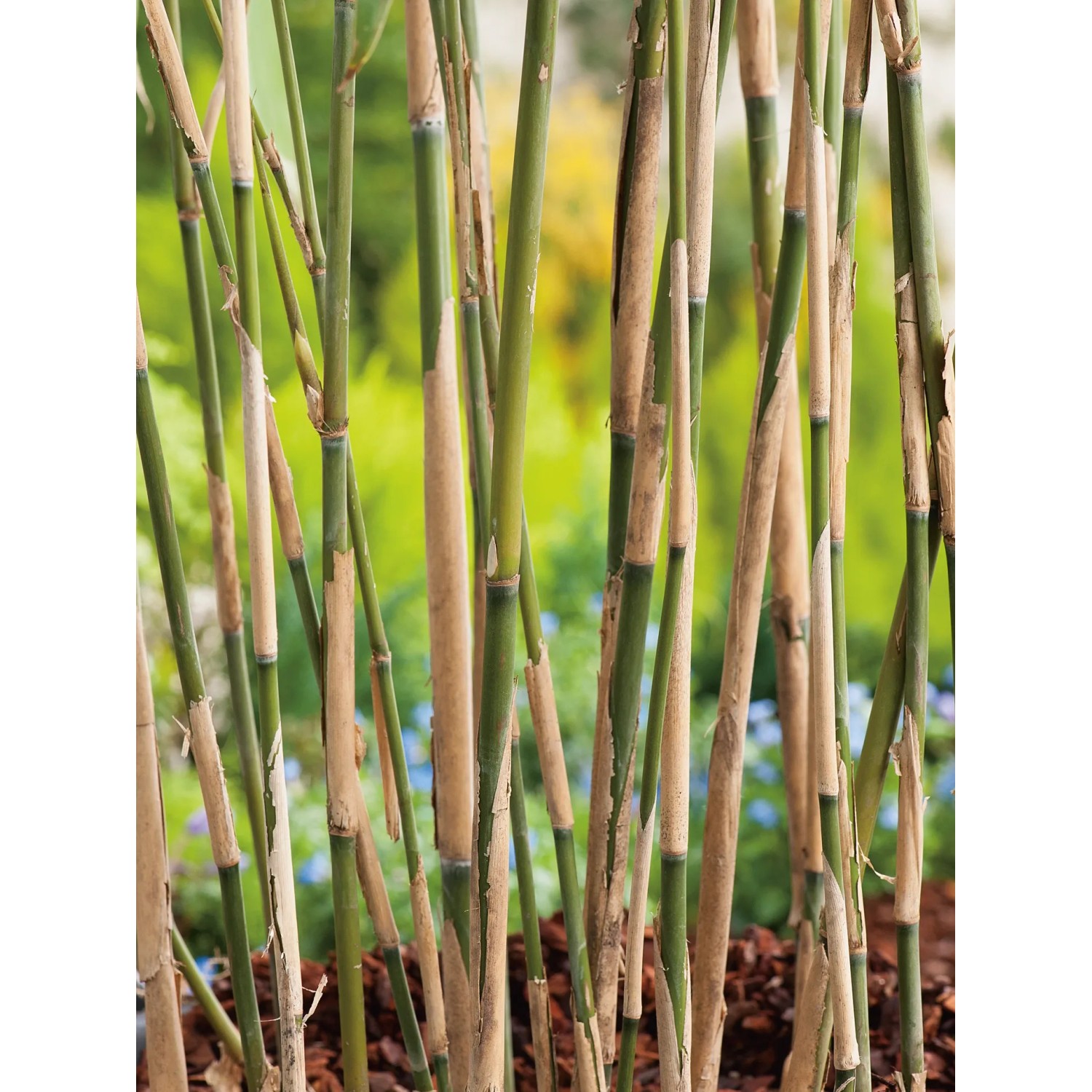 GROW by OBI Sichtschutz Bambus Pfeilbambus Topf- 26 cm kaufen bei OBI