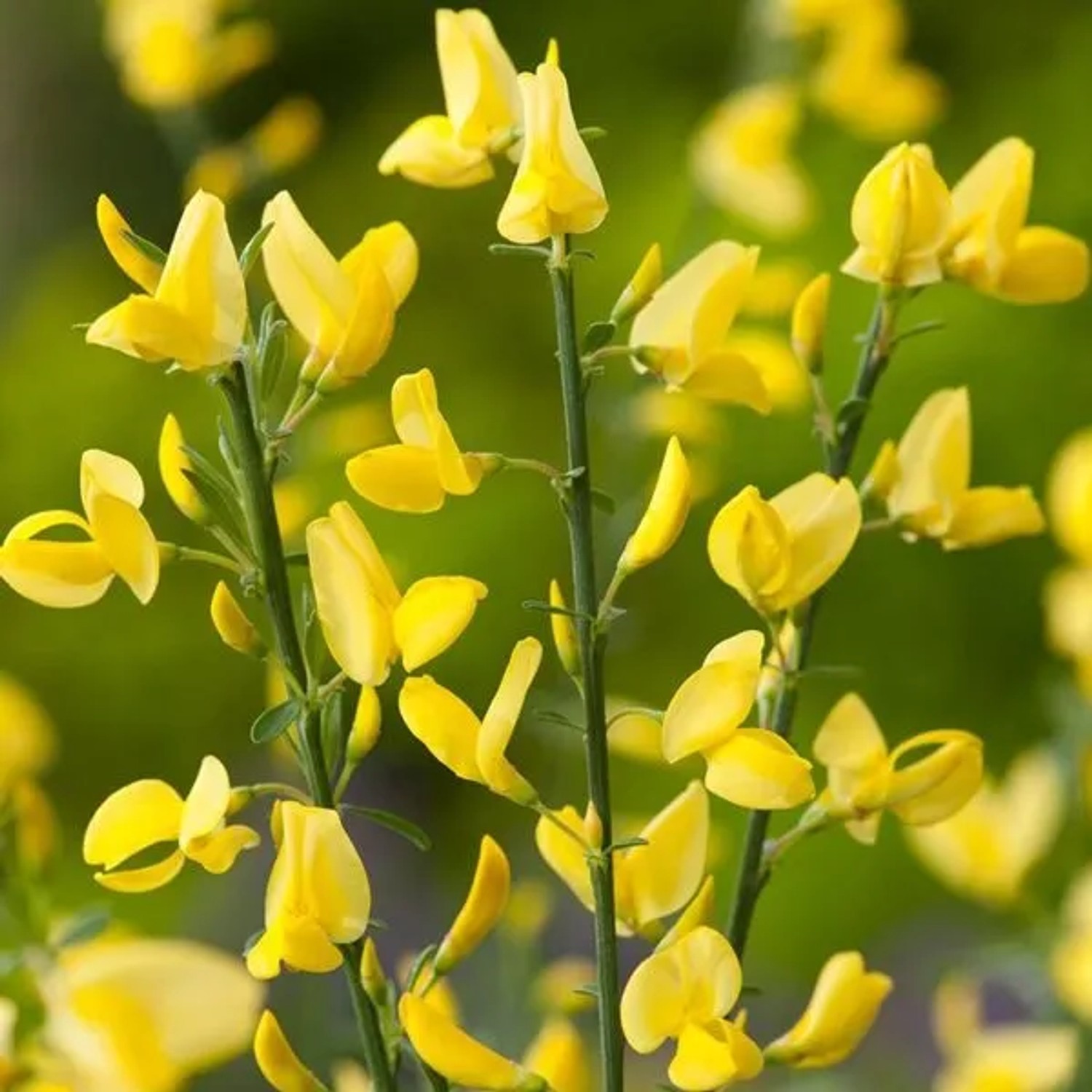Frühlingsginster 'Allgold' Cytisus praecox 40 bis 60 cm im Container Gelbe Blüten