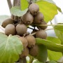 Reife Kiwis der Sorte Actinidia Chinensis Solo am Strauch mit grünen Blättern.