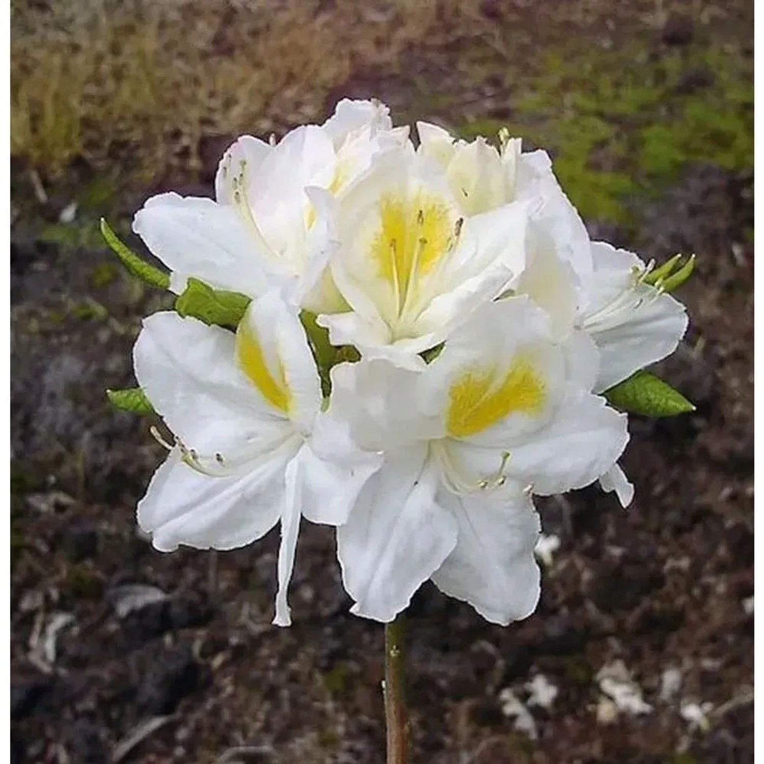 Azalee Persil 30-40cm - Rhododendron,uteum - Alpenrose