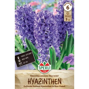 Sperli Hyazinthe Blue Jacket: Lilablaue Blumenzwiebeln für Beet und Kübel.