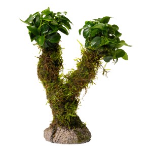 Stoffels Aquariumpflanze Vesicularia Xmas & Anubias Mini auf Treibholz, grüne Aquariendeko.