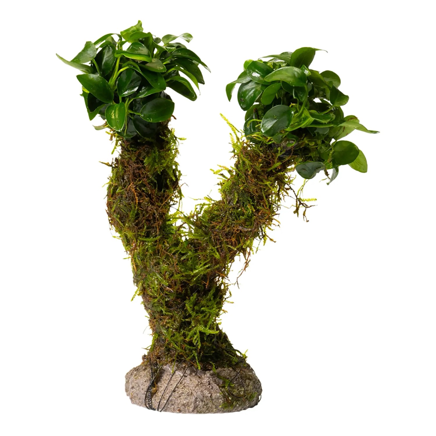 Bonsai mit Vesicularia Xmas und Anubias Mini