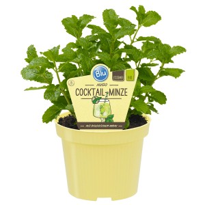 Blu Hugo Cocktail-Minze im Topf (Ø 12cm), ideal für Cocktails und Tee.