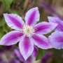 Nahaufnahme der rosa-weißen Clematis Hybride Dr. Ruppel, einer blühenden Kletterpflanze.