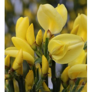 Nahaufnahme des leuchtend gelben Elfenbein Ginsters Allgold (Cytisus praecox) mit Blüten und Knospen.
