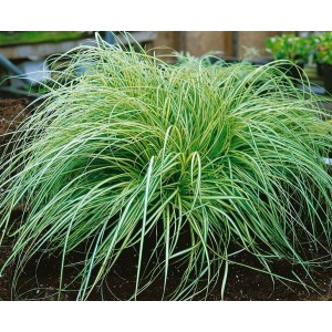 Japan-Segge 'Aureovariegata' im 9x9 cm Topf, gelb-grüne Blätter, buschiger Wuchs.