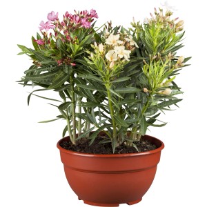 Oleander Multicolor im Topf, ca. 100cm hoch, mit roten und weißen Blüten.