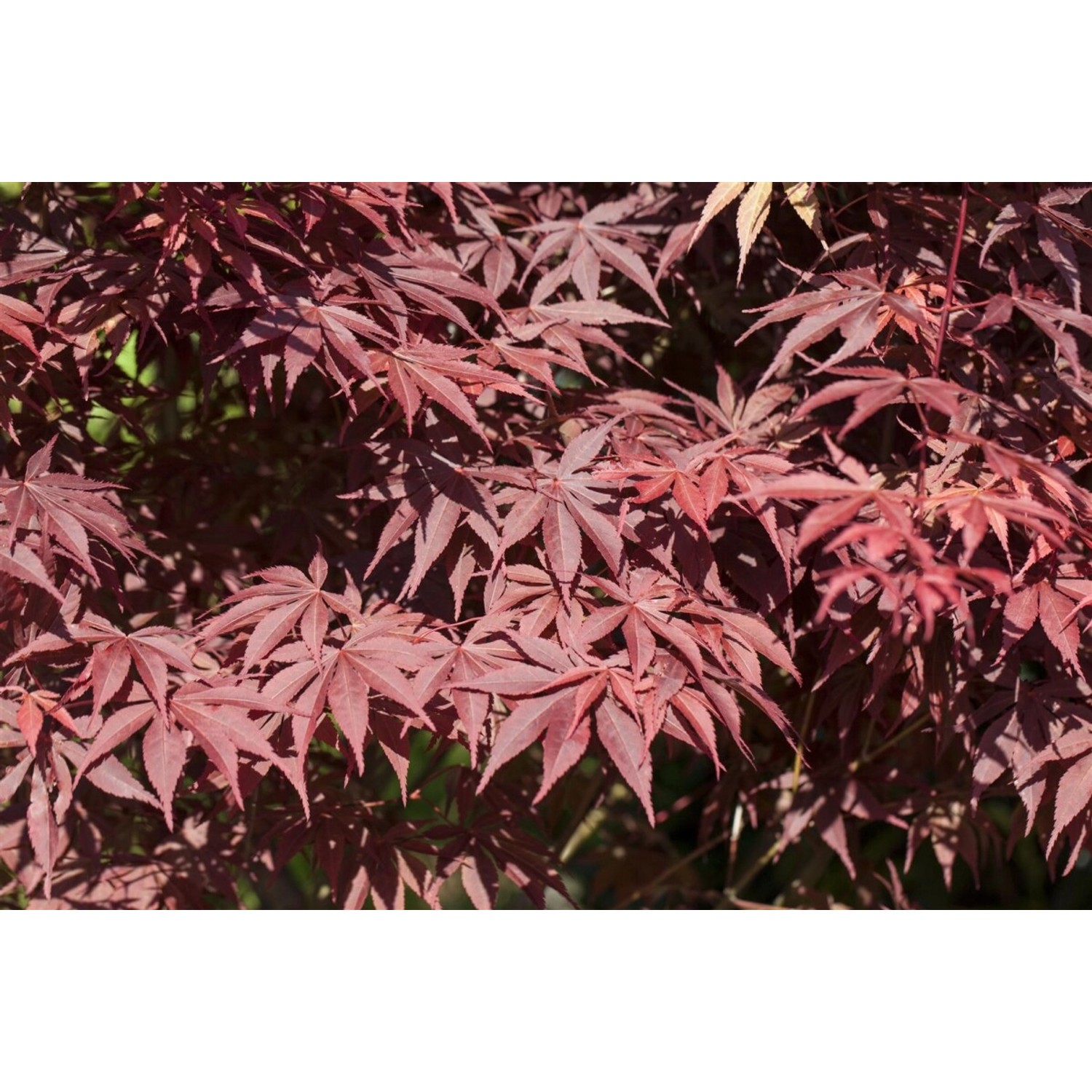 Acer Palmatum Bloodgood Japanischer Ahorn Tiefrot 175–200 cm günstig online kaufen