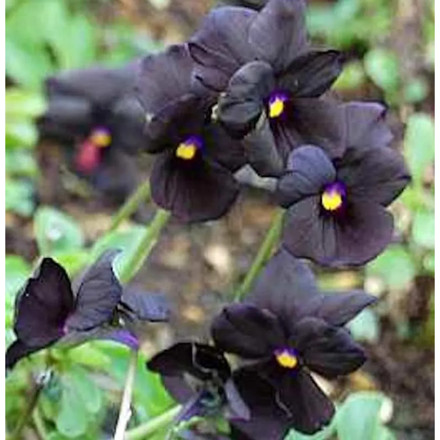 Hornveilchen Molly Sanderson - Viola cornuta