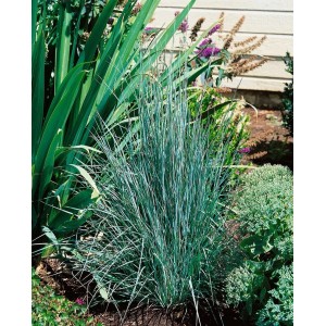 Bläulich-grünes Präriegras (Schizachyrium scoparium) im Beet, ca. 9x9 cm Topf.