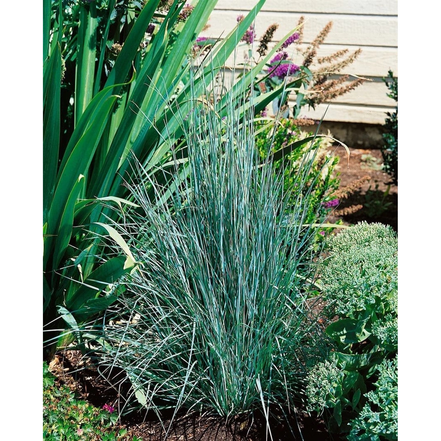 Schizachyrium Scoparium Präriegras Ca. 9x9 cm Topf Zierlich günstig online kaufen