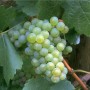 Weinrebe Lakemont mit reifen, hellgrünen, kernlosen Trauben und grünen Blättern.