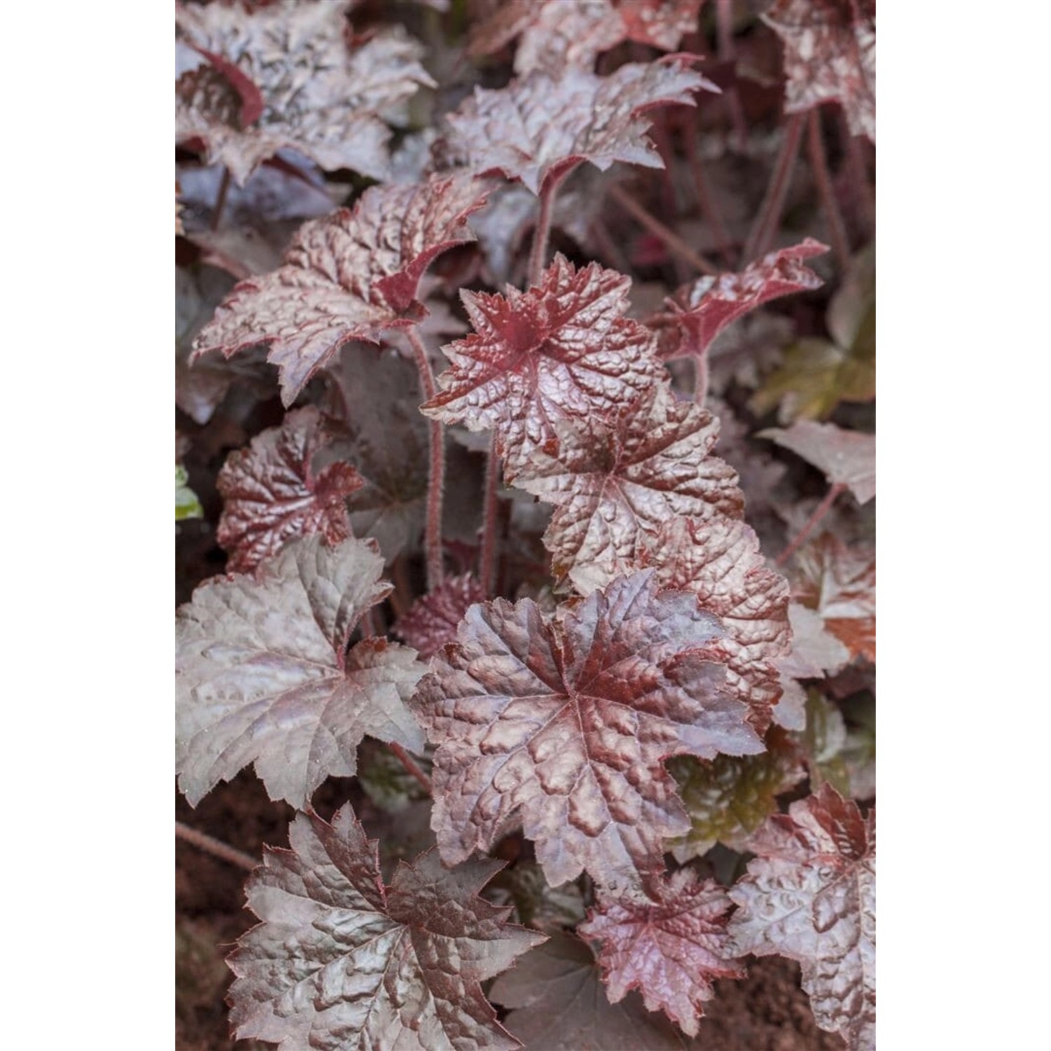 Heuchera Micrantha Palace Purple Purpurglöckchen Gen. Ca. 9x9 cm Topf günstig online kaufen