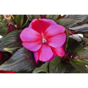 Nahaufnahme: Fleißiges Lieschen (Impatiens Neu Guinea) mit pink-roten Blüten und dunklem Laub im Topf.