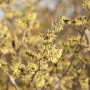 Blühende, gelbe Virginische Zaubernuss (Hamamelis Virginiana) im Detail.