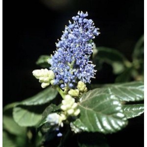 Nahaufnahme der blauen Blüten der Säckelblume Victoria (Ceanothus impressus), Detailaufnahme der Blütenstände.