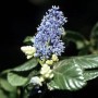 Nahaufnahme der blauen Blüten der Säckelblume Victoria (Ceanothus impressus), Detailaufnahme der Blütenstände.