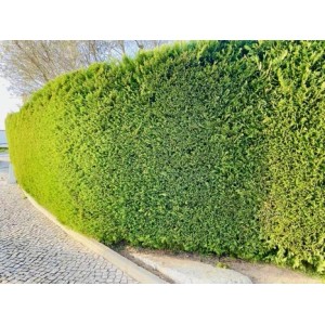 Immergrüne Thuja Smaragd Hecke als Sichtschutz im Garten, sattgrüne Nadeln.